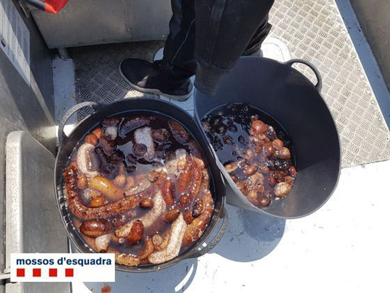 Cogombres de mar requisats. (Foto: Mossos d'Esquadra).