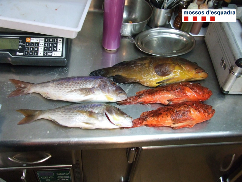 Incautació de peix capturat il·legalment.