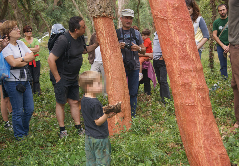 La pela del suro centrarà l'activitat de demà dissabte. (Foto: Àrea de Medi Ambient).