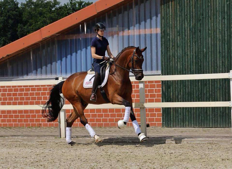 L'amazona palamosina Judit Sardà, muntant a cavall durant un entrenament.