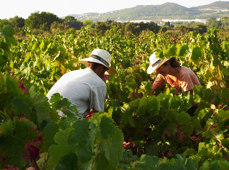 Les activitats apropen el visitant a les vinyes de Calonge. (Foto: Ajuntament de Calonge).