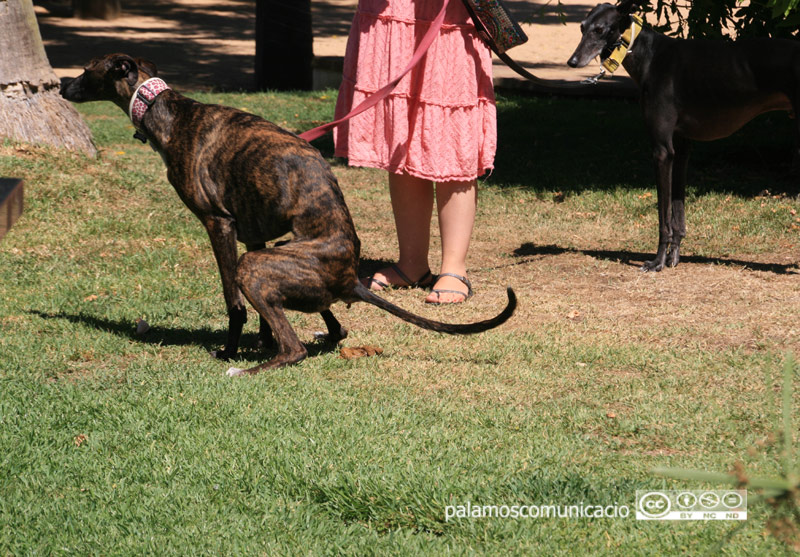 L'ordenança sanciona els propietaris de gossos que no en recullin les deposicions.