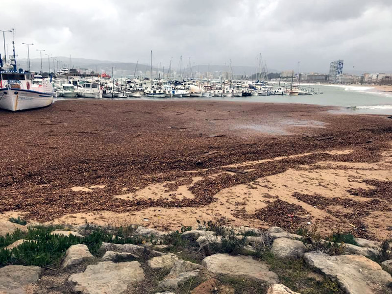 La platja Gran de Palamós, plena de biomassa. (Foto: Javier Fernández Llorens).