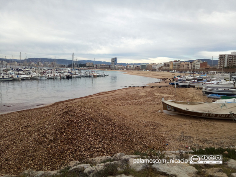 Pila de biomassa ahir a la platja, a la zona de les barques, un cop retirada de l'aigua.