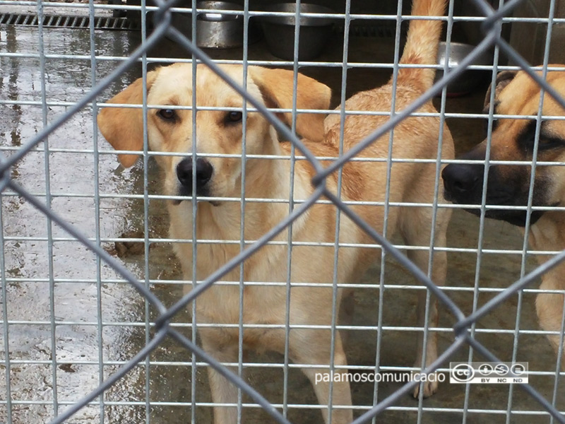 Durant l'acte s'explicarà, per exemple, el procés d’adopció d’un gos.
