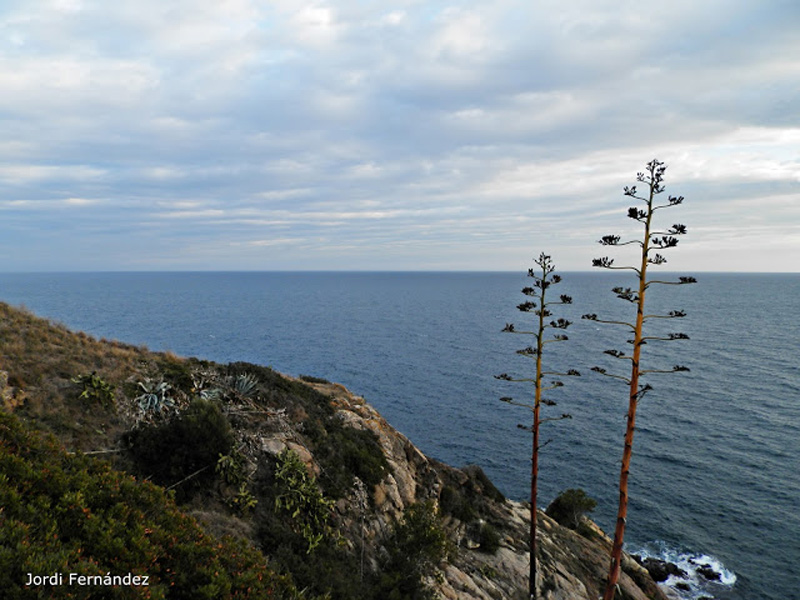 Núvols baixos, aquest passat dissabte, des de Cap Gros. (Foto: J. Fernández. tempspalamos.blogspot.com).