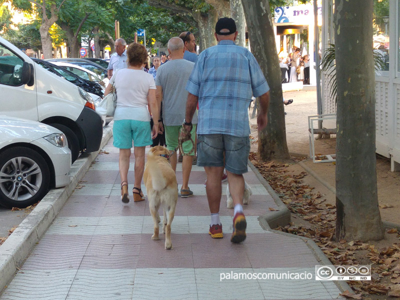 Un gos passejant per Palamós.