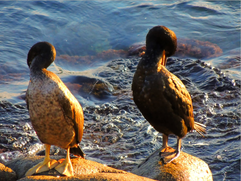 Un parell d'ocells marins. (Foto: Anna Pérez).