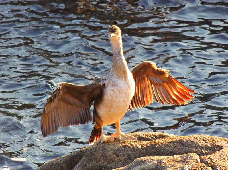 Els ocells marins protagonitzen aquesta nova activitat mediambiental. (Foto: Anna Pérez).