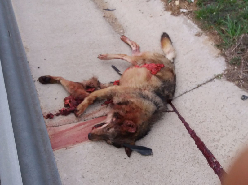 Es va trobar un llop mort a Mont-ras, atropellat per un vehicle. 