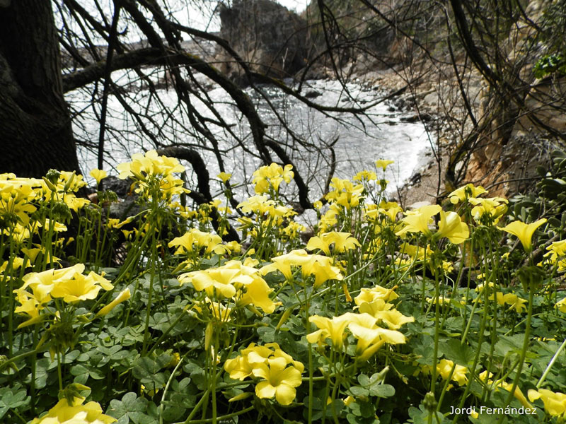 Temps primaveral a la cala dels Pots, el passat divendres. (Foto: tempspalamos.blogspot.com.)