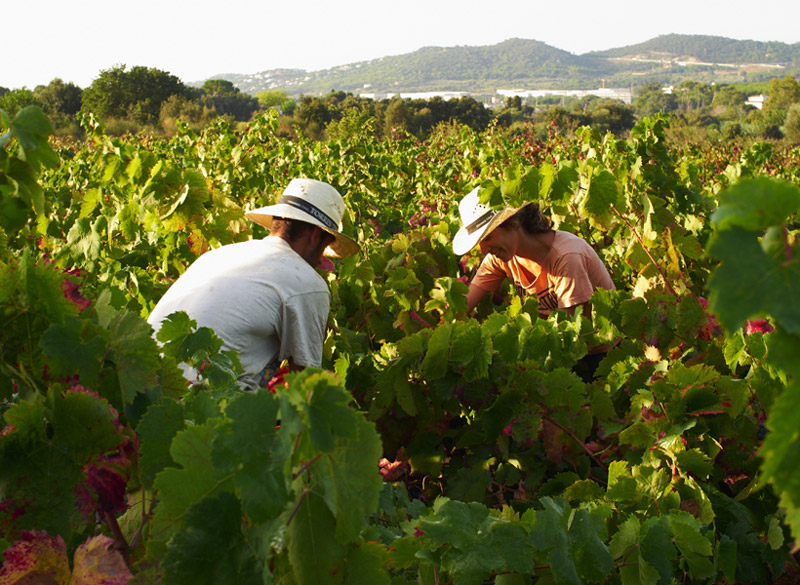 Vinyes, a Calonge. (Foto: Ajuntament de Calonge i Sant Antoni).