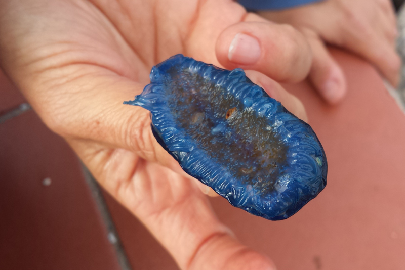 La medusa té el nom científic Velella Velella.