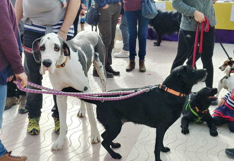 Es vol estimular inscriure les mascotes al Registre Municipal de Gossos.