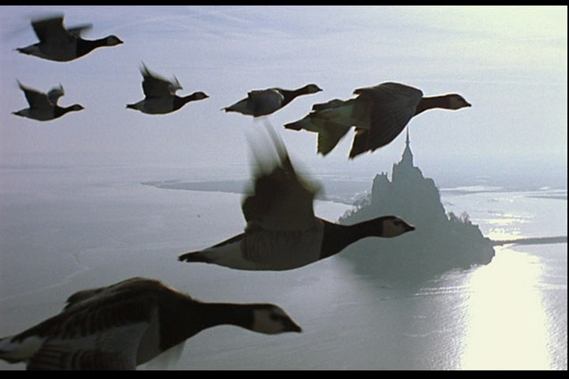 Un fotograma d'aquest film sobre la migració de les aus. (Foto: True Films).