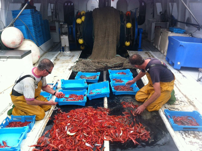 Pescadors separant gamba recent pescada. (Foto: icm csic).