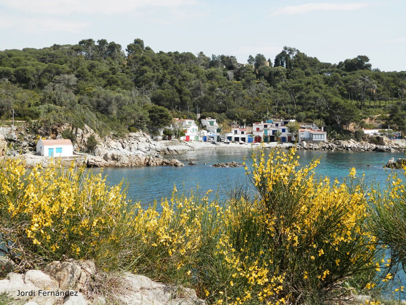 Bonica imatge de ginestes amb S'Alguer al fons. (Foto: Jordi Fernández. tempspalamos.blogspot.com).