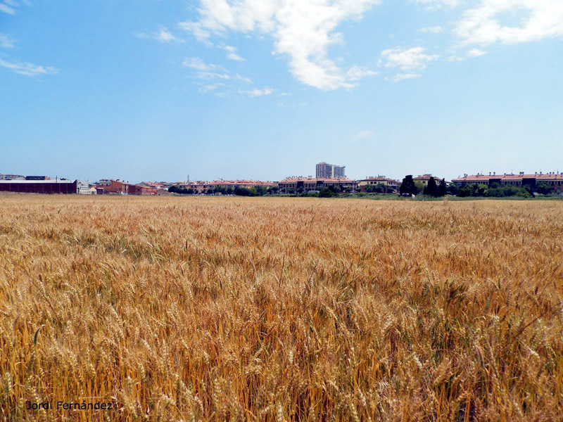 Camps al pla de Sa Nau de Palamós, en aquest trànsit entre la primavera i l'estiu. (Foto: Jordi Fernández).