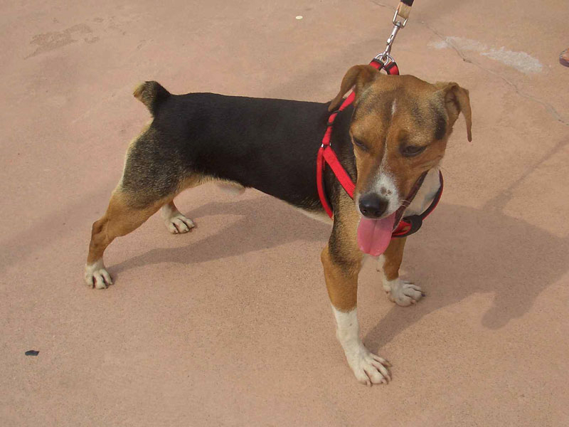 Es tracta d'un projecte contemplat en l’Ordenança municipal de protecció, control i tinença d’animals.