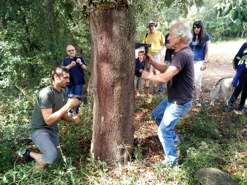 Demostració pràctica de la pela del suro. (Foto: Ajuntament de Palamós).