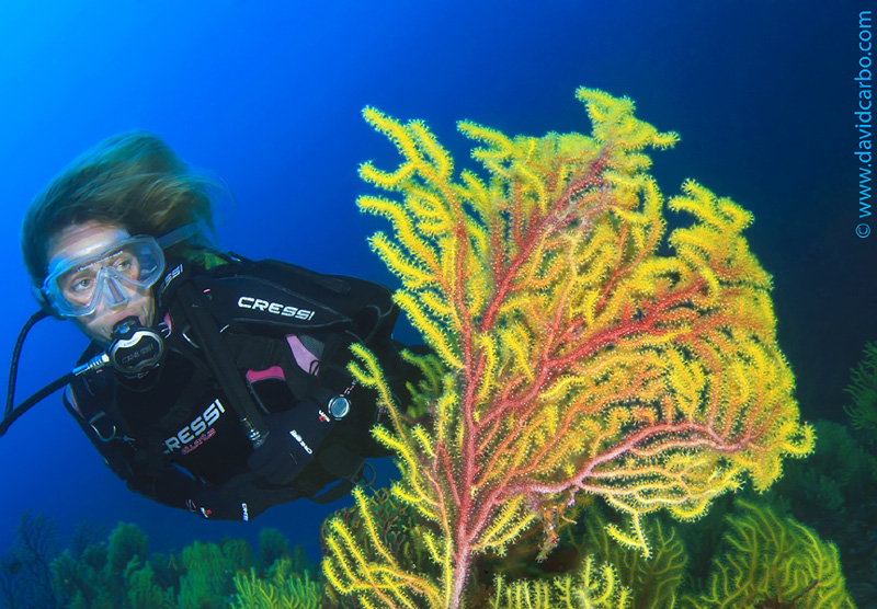 L'objectiu dels cursos és garantir la sostenibilitat futura dels fons marins. (Foto: www.davidcarbo.com ). 