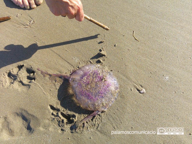 Exemplar de medusa en una platja de Palamós.
