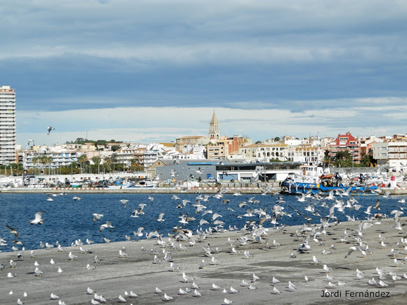 Temps assolellat amb núvols, el passat divendres. (Foto: J. Fernández tempspalamos.blogspot.com).
