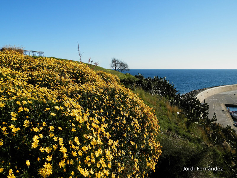 Cel serè i margarides grogues, amb el Port Marina de fons, el passat dijous. (Foto: Jordi Fernández. tempspalamos.blogspot.com).