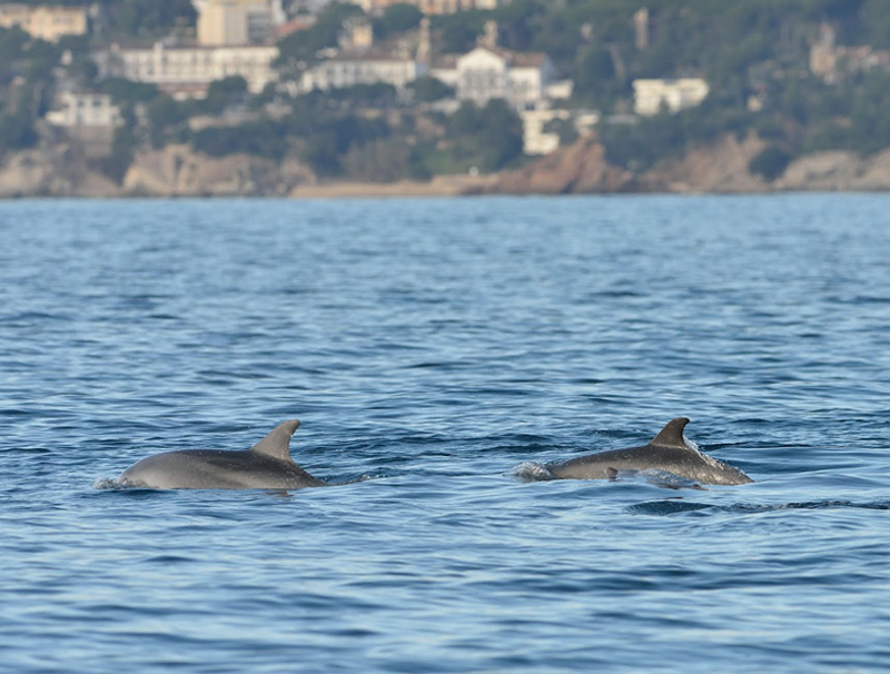 Una parella de dofins mulars sortint a la superfície a respirar. (Foto: noa18nusos.blogspot.com).