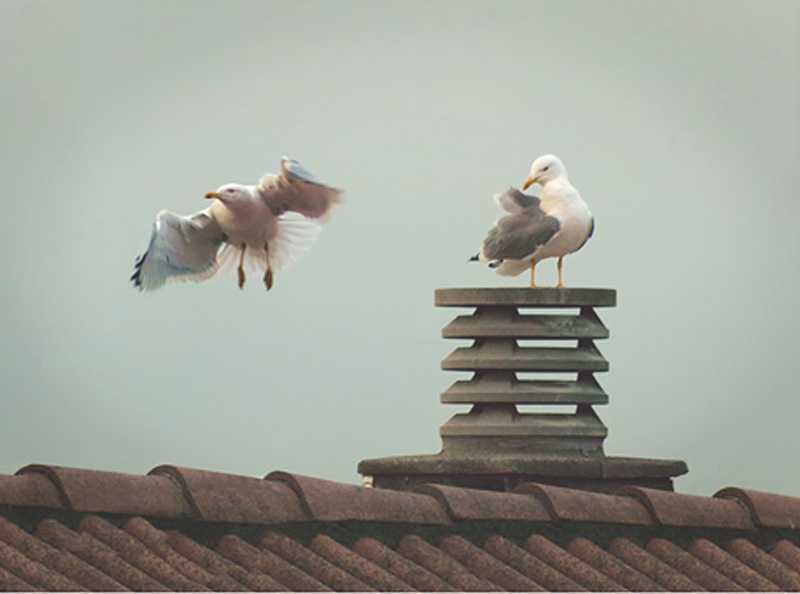 Es vol limitar la proliferació de nius que aquestes aus construeixen en terrasses i teulats. (Foto: Ajuntament de Palamós).