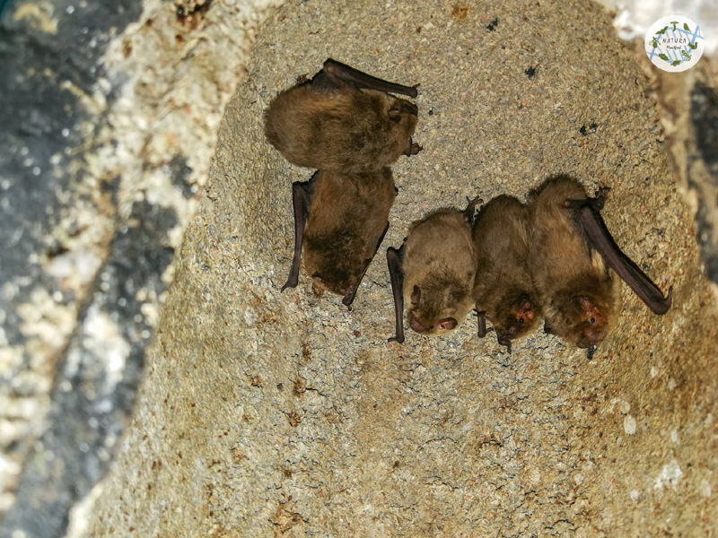 Demà s fa una activitat dedicada als ratpenats. (Foto: Natura Monfred).