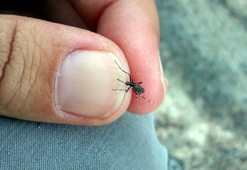 Es farà un taller dedicat als insectes. (Foto: xarxanet).