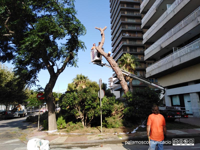 Tasques de retirada dels arbres afectats, aquest matí al passeig del Mar.