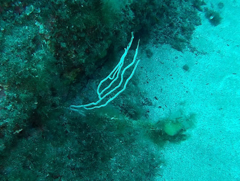 La població d'aquest corall blanc de la Mediterrània ha anat a menys. (Foto: Fundació Mar).