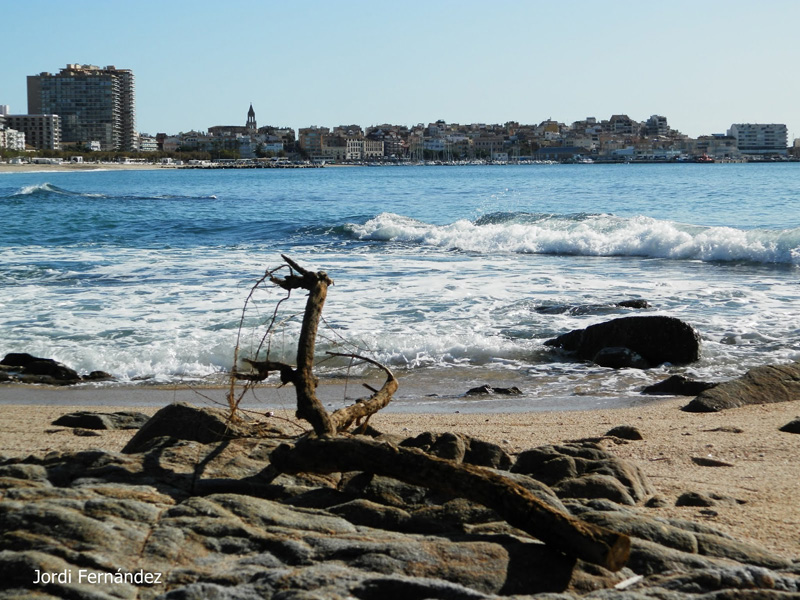 Cel serè, lleugera mar de fons i un tronc arrossegat per la llevantada del 22-23 d'octubre, el passat dimecres 6 de novembre al matí. (Foto: tempspala