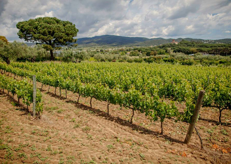 El celler del Mas Eugeni, un dels productors del vi de pagès a Calonge.