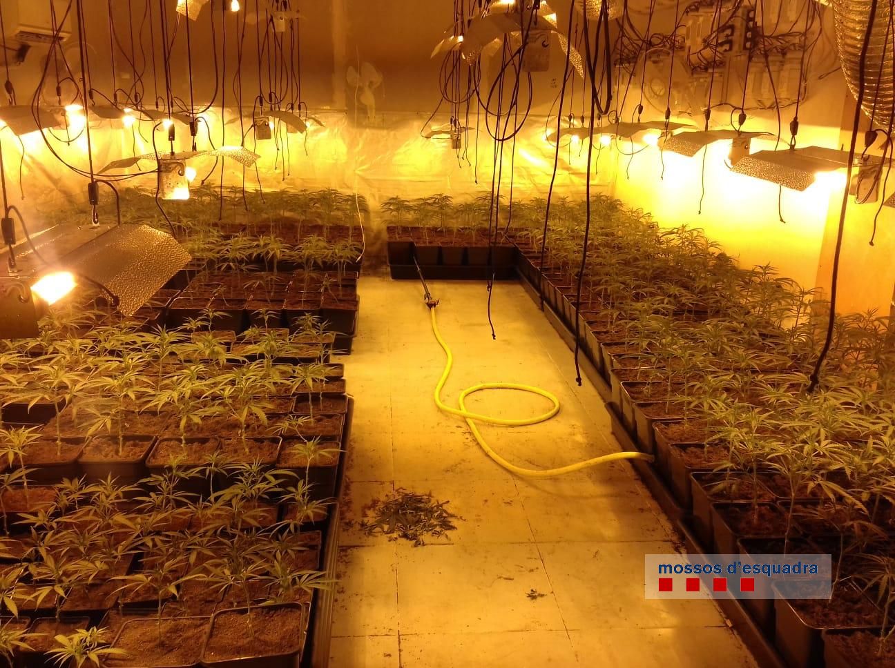 Plantes de marihuana al taller de Calonge. (Foto: Mossos d'Esquadra).