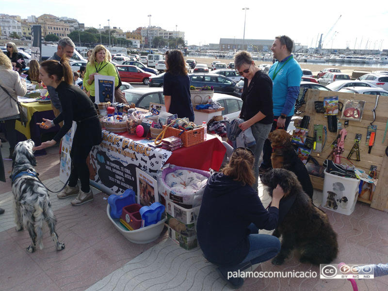 Imatge d'arxiu de la festivitat de Sant Antoni Abat.