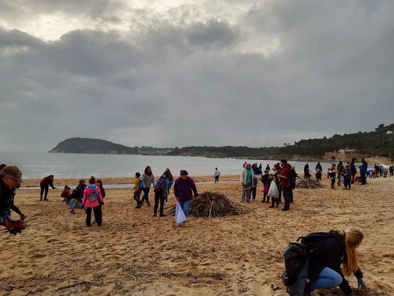 Voluntaris recollint deixalles i apilonant canyes i branques a la platja de Castell. (Foto: Ajuntament de Palamós).