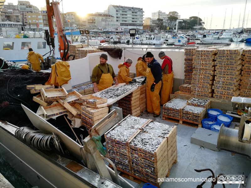 Pescadors descarregant caixes de peix blau capturat aquesta passada nit.