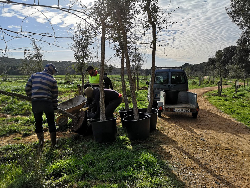 Els arbres que es planten són suros, pins i àlbers, exemplars autòctons d'aquest espai. (Foto: Ajuntament de Palamós).