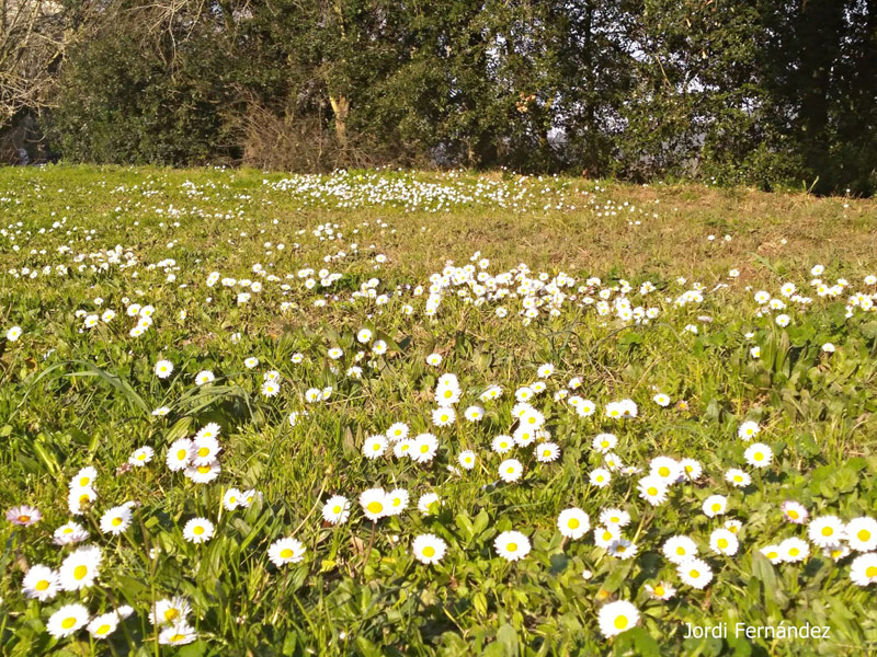 Margaridoies florides en un prat de Romanyà de la Selva el passat divendres. (Foto: J. Fernández tempspalamos.blogsport.com).