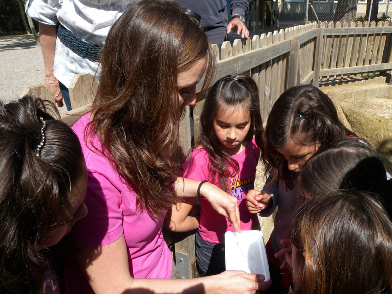 El projecte educatiu del mosquit tigre s'ha hagut d'adaptar al tancament de les escoles. 