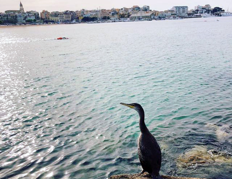 Un nedador practicant aquest esport a la badia de Palamós. (Foto: CN Palamós).