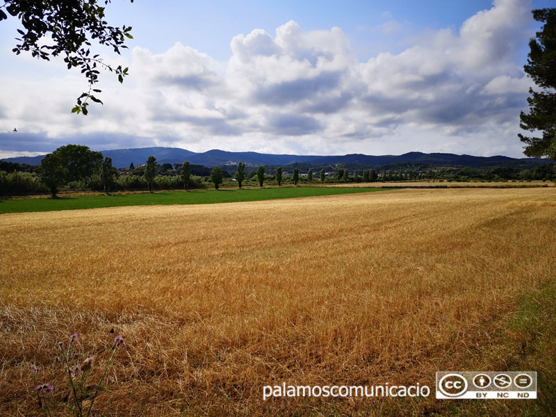 Camps segats a la zona de Castell, en una imatge d'aquesta passada setmana.