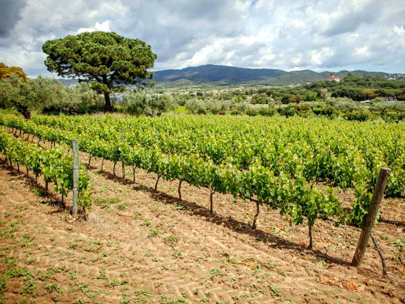 Vinyes al Mas Eugeni, a Calonge. (Foto: Mas Eugeni)