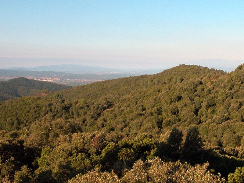 El Consorci gestiona i conserva l’Espai d’Interès Natural del massís de les Gavarres. (Foto: Diputació de Girona).