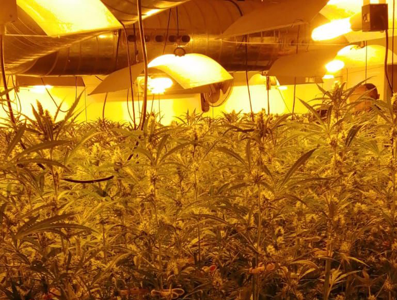  La policia catalana va localitzar més de 1.700 plantes de marihuana. (Foto: Mossos d'Esquadra).