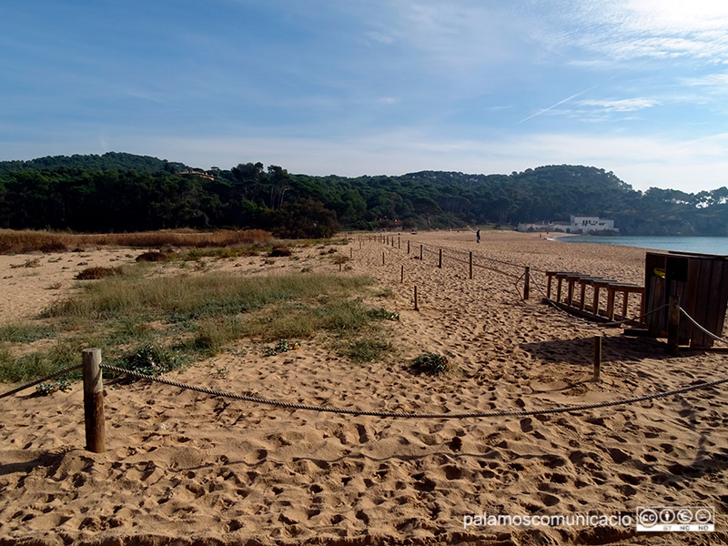 Feines de consolidació de dunes a la platja de Castell, aquest matí.