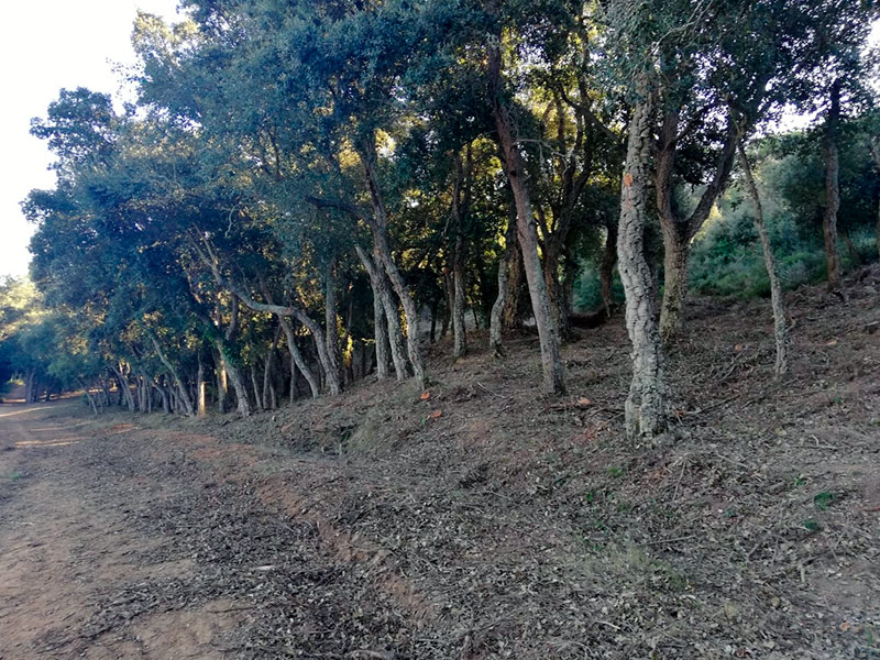 Aquesta setmana passada s'han fet actuacions de millora a Can Pere Tià. (Foto: Ajuntament de Palamós).